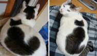 Mama natura ne surprinde mereu Animale de companie pictate într-un mod inedit (galerie foto)