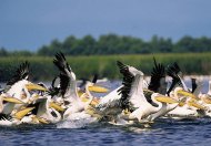Află câți turiști au vizitat în prima jumătate a anului Delta Dunării