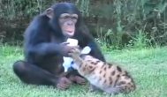 Funny video O prietenie ce iese din tipare