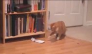 Funny video Cele mai simpatice pisici