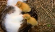 Funny video Instinctul matern învinge orice barieră