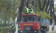 În Constanţa - oraşul betoanelor Primăria plăteşte aproape 18 milioane de lei pentru toaletarea pomilor (documente+proces verbal)