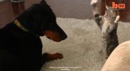 Funny video Nu vezi că mă plictisești... trebuie să vezi