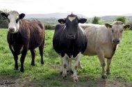 ANSVSA în alertă din cauza bolii limbii albastre 
