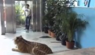 Funny video Vârciu, vedetă pe Youtube...
