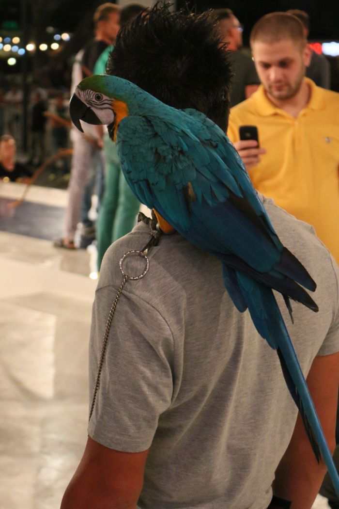 carnavalul de la mamaia continua primarul radu mazare si cabral pe scena din piata cazino galerie foto carnavalul de la mamaia continua primarul radu mazare si cabral pe scena din piata cazino galerie foto