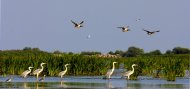 Turiștii așteptați în Delta Dunării în minivacanța de Sfânta Maria Mare