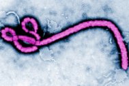 Ministerul Afacerilor Externe face comunicări importante privind răspândirea virusului Ebola 