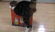 Funny video Pisici prea mari vs. cutii prea mici, o combinaţie super amuzantă!