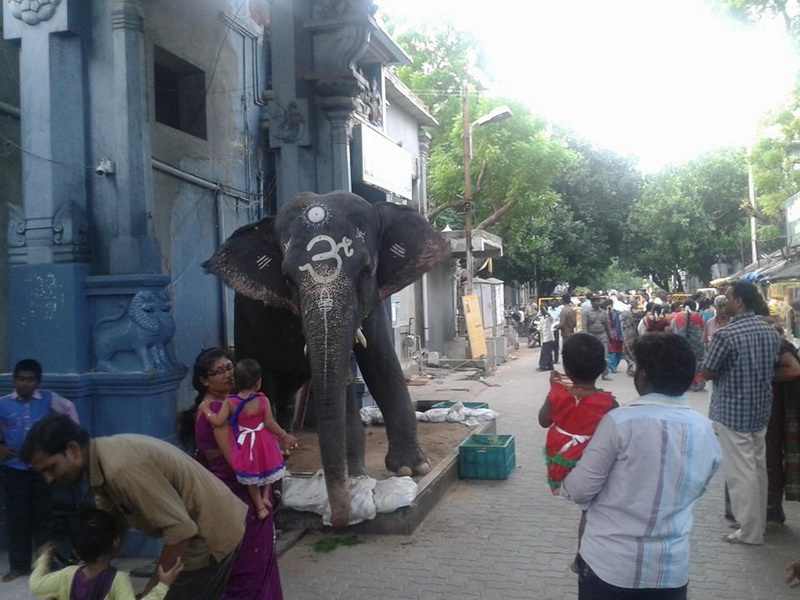 intampinat cu flori si in sunet de tobe antrenorul alin larion a primit in india binecuvantarea unui intampinat cu flori si in sunet de tobe antrenorul alin larion a primit in india binecuvantarea unui