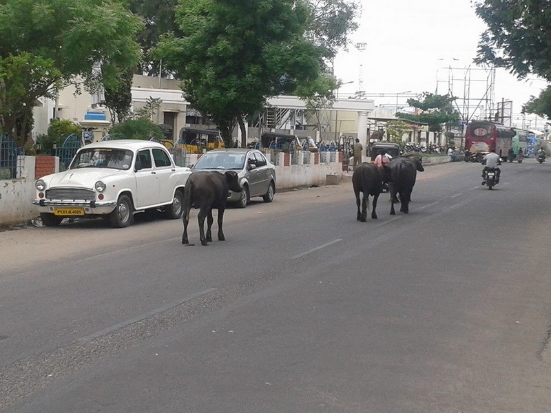 intampinat cu flori si in sunet de tobe antrenorul alin larion a primit in india binecuvantarea unui intampinat cu flori si in sunet de tobe antrenorul alin larion a primit in india binecuvantarea unui