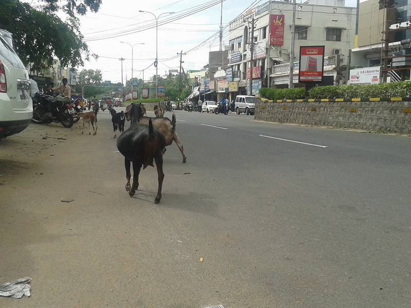 intampinat cu flori si in sunet de tobe antrenorul alin larion a primit in india binecuvantarea unui intampinat cu flori si in sunet de tobe antrenorul alin larion a primit in india binecuvantarea unui