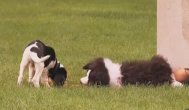Funny video Un câine fals în parc. Camera ascunsă