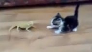 Funny video Pisica neînfricată. Cine va câștiga?