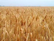 Un cunoscut trader german de cereale vrea să achiziţioneze facilităţi în Portul Constanţa