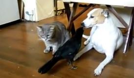 Funny video Cioara, pisica și câinele... o familie fericită! 