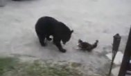 Funny video Pisica eroină. Vezi cum își salvează familia!