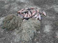 Sute de kilograme de peşte, confiscate de poliţiştii de frontieră