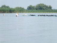 Deputatul PSD Tulcea, Neviser Zaharcu, cere măsuri pentru limitarea extinderii gripei aviare din Delta Dunării