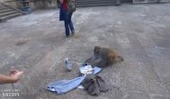 Funny video Atenție.... te pui cu mine?
