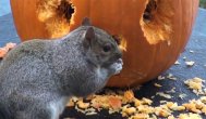 Funny video Surprinzător! Îți vine să crezi că poate face asta?