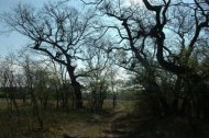 Romsilva Împăduriri în Constanța, Delta Dunării și perdea de protecție pe marginea A2