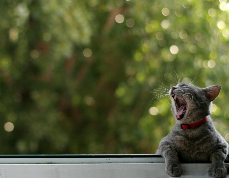 citeste mesajul aniversar al lui marian adochitei actor al teatrului de stat constanta 519757 citeste mesajul aniversar al lui marian adochitei actor al teatrului de stat constanta 519757