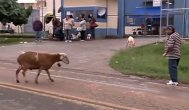 Funny video Capra nebună care terorizează oraşul.... mori de râs!