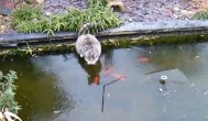 Funny video Ce fac pisicile iarna?