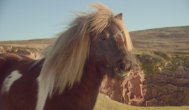 Funny video Un ponei care dansează în stil Michael Jackson pe muzică de la Fleetwood Mac