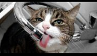 Funny video Cele mai haioase animale trebuie să vezi