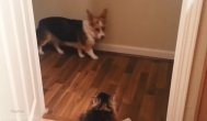 Funny video Îndrăznește să mai faci un pas... câine!