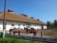 Herghelia Mangalia şi Ocolul Silvic Băneasa achiziţionează sare gemă de la Metalsim Company SRL (document)