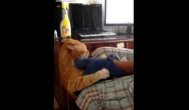 Funny video Pisica răzbunătoare