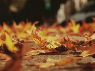 Lumea poeziilor Irina Lucia Mihalca - Ninsoare de frunze şi-o floare mare sângerie