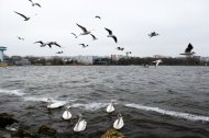 FOTOREPORTAJ Lebedele şi pescăruşii au pus stăpânire pe lacul Tăbăcărie   