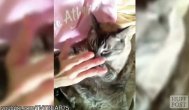 Funny video Cum își antrenează pisicile stăpânii