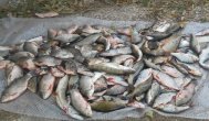 3,5 tone de peşte, posibil braconat, confiscate 