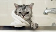 Funny video Pisici simpatice la baie