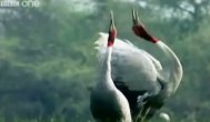 Funny video CEL MAI TARE clip cu animale făcut vreodată