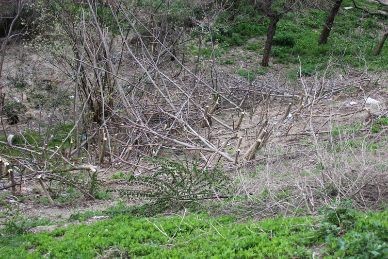 natura musca din faleza terenul a luat o la vale fin co ge ro eminescu street project un proiect facut natura musca din faleza terenul a luat o la vale fin co ge ro eminescu street project un proiect facut