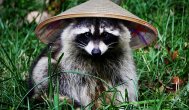 Funny video Din categoria animale hazlii, Ratonii