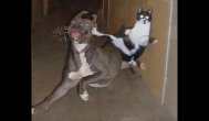 Funny video Vechea dispută dintre câine şi pisică