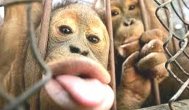 Funny video Colecţia de animale nostime