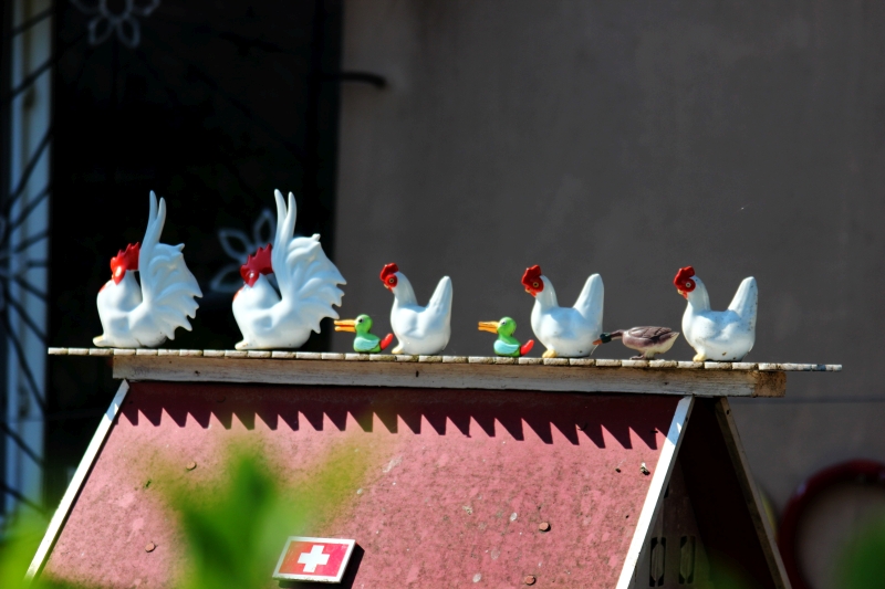 gradinile zoologice din fata blocurilor din constanta 545593 gradinile zoologice din fata blocurilor din constanta 545593