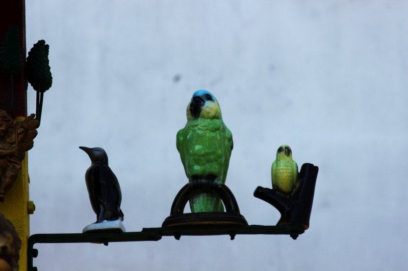 gradinile zoologice din fata blocurilor din constanta 545593 gradinile zoologice din fata blocurilor din constanta 545593