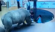 Funny video Tehnologia 7D Hologramă impresionantă 