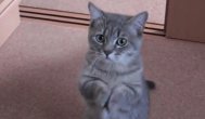 Funny video Când pisica face aşa, va obţine absolut orice vrea
