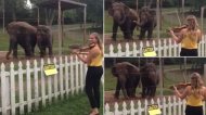 Funny video Elefanţii dansând la vioară 