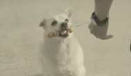 Funny video WOW ce căţel minunat